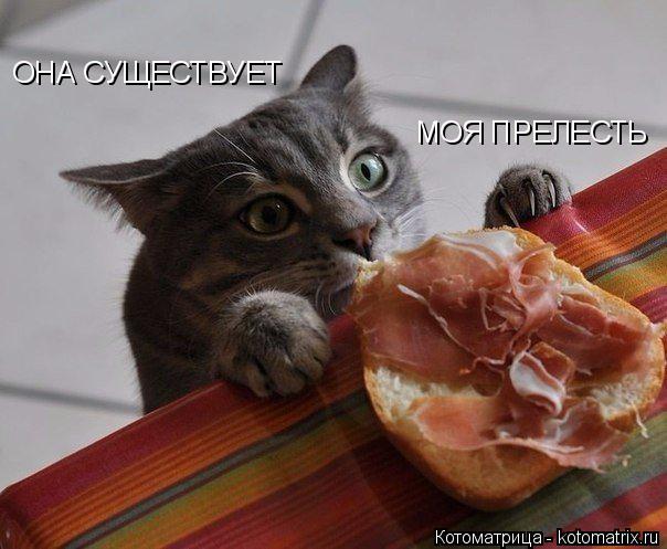 Котоматрица: МОЯ ПРЕЛЕСТЬ ОНА СУЩЕСТВУЕТ