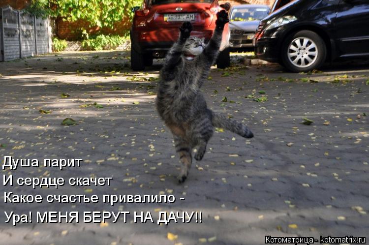 Душа парит И сердце скачет Какое счастье привалило - Ура! МЕНЯ БЕРУТ НА ДАЧУ!!... Котоматрица: Душа парит И сердце скачет Какое счастье привалило - Ура! МЕНЯ БЕРУТ НА ДАЧУ!!