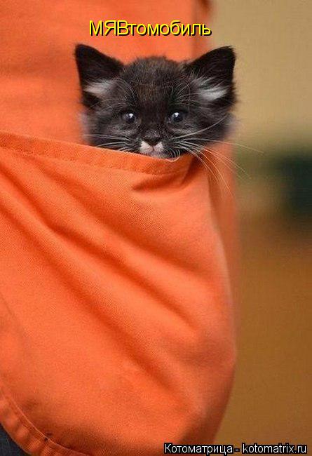 МЯВтомобиль... Котоматрица: МЯВтомобиль
