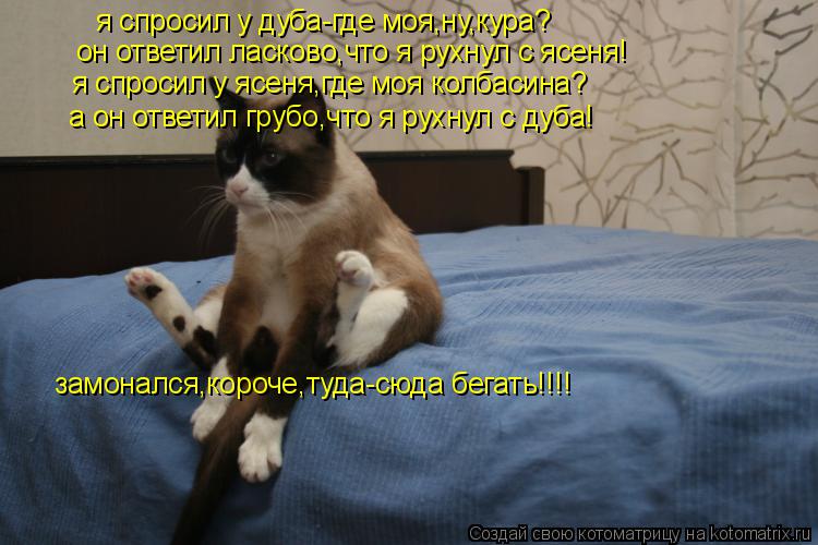 я спросил у дуба-где моя,ну,кура? он ответил ласково,что я рухнул с ясеня! а он ответил грубо,что я р... Котоматрица: я спросил у дуба-где моя,ну,кура? он ответил ласково,что я рухнул с ясеня! а он ответил грубо,что я рухнул с дуба! я спросил у ясеня,где моя кол