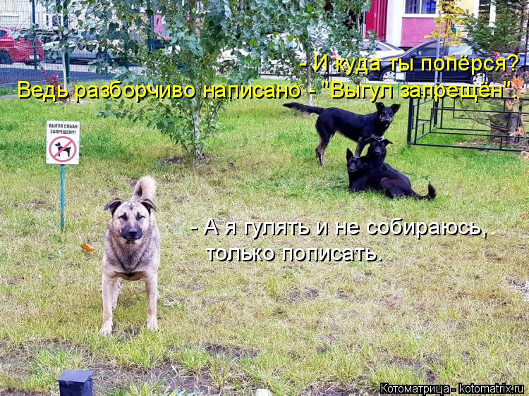 - И куда ты попёрся? Ведь разборчиво написано - "Выгул запрещён". - А я гулять и не собираюсь, толь... Котоматрица: - И куда ты попёрся? Ведь разборчиво написано - "Выгул запрещён". - А я гулять и не собираюсь, только пописать.