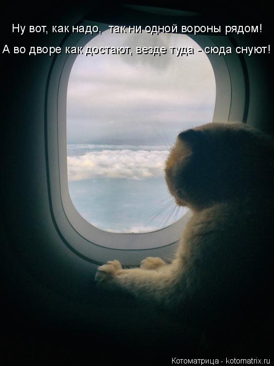 А во дворе как достают, везде туда - сюда снуют! Ну вот, как надо, так ни одной вороны рядом!... Котоматрица: А во дворе как достают, везде туда - сюда снуют! Ну вот, как надо, так ни одной вороны рядом!