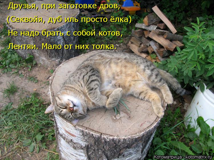 Лентяи. Мало от них толка. Не надо брать с собой котов, (Секвойя, дуб иль просто ёлка) Друзья, при за... Котоматрица: Лентяи. Мало от них толка. Не надо брать с собой котов, (Секвойя, дуб иль просто ёлка) Друзья, при заготовке дров,