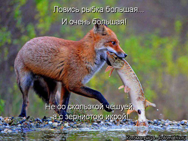 Ловись рыбка большая... а с зернистою икрой! Не со скользкой чешуей, И очень большая!... Котоматрица: Ловись рыбка большая... а с зернистою икрой! Не со скользкой чешуей, И очень большая!