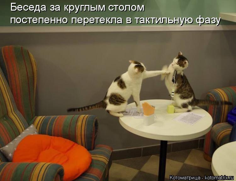 Беседа за круглым столом постепенно перетекла в тактильную фазу... Котоматрица: Беседа за круглым столом постепенно перетекла в тактильную фазу