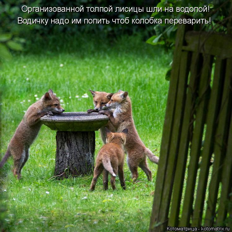 Организованной толпой лисицы шли на водопой! Водичку надо им попить чтоб колобка переварить!... Котоматрица: Организованной толпой лисицы шли на водопой! Водичку надо им попить чтоб колобка переварить!