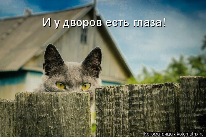 И у дворов есть глаза!... Котоматрица: И у дворов есть глаза!