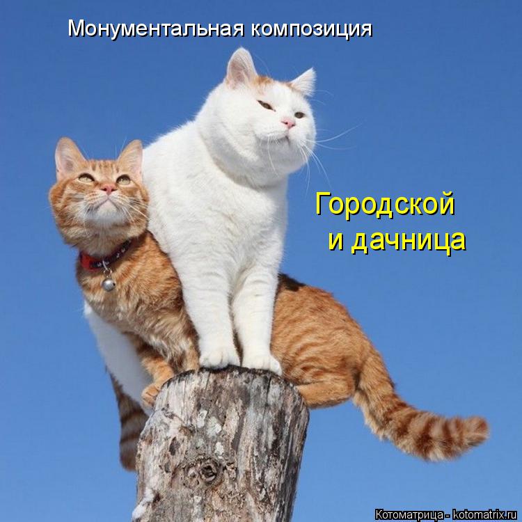 Монументальная композиция Городской и дачница... Котоматрица: Монументальная композиция Городской и дачница