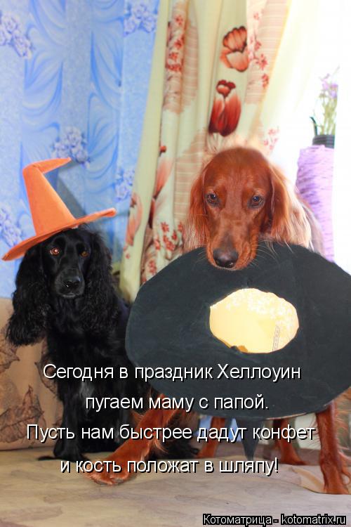 пугаем маму с папой. Сегодня в праздник Хеллоуин и кость положат в шляпу! Пусть нам быстрее дадут кон... Котоматрица: пугаем маму с папой. Сегодня в праздник Хеллоуин и кость положат в шляпу! Пусть нам быстрее дадут конфет