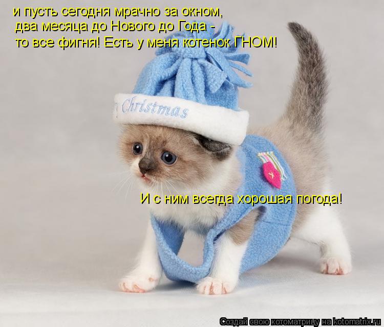 и пусть сегодня мрачно за окном, два месяца до Нового до Года - то все фигня! Есть у меня котенок Г... Котоматрица: и пусть сегодня мрачно за окном, два месяца до Нового до Года - то все фигня! Есть у меня котенок ГНОМ! И с ним всегда хорошая погода!