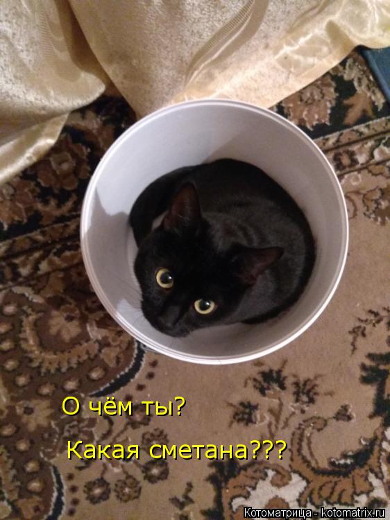 О чём ты? Какая сметана???... Котоматрица: О чём ты? Какая сметана???