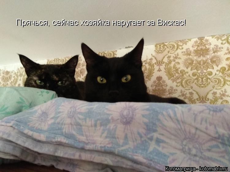 Прячься, сейчас хозяйка наругает за Вискас!... Котоматрица: Прячься, сейчас хозяйка наругает за Вискас!