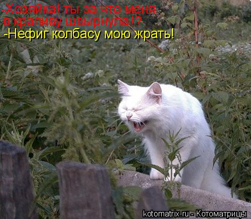 -Хозяйка! ты за что меня в крапиву швырнула !? -Нефиг колбасу мою жрать!... Котоматрица: -Хозяйка! ты за что меня в крапиву швырнула !? -Нефиг колбасу мою жрать!