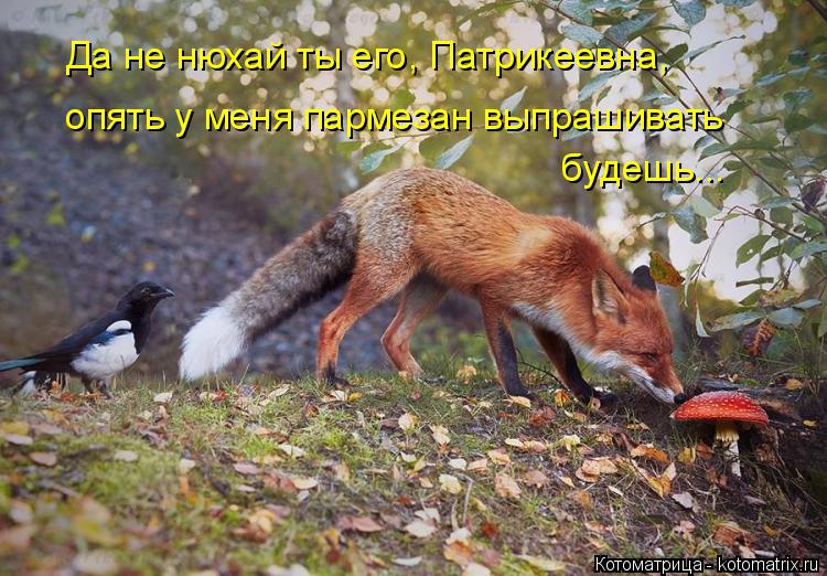 Да не нюхай ты его, Патрикеевна, опять у меня пармезан выпрашивать будешь...... Котоматрица: Да не нюхай ты его, Патрикеевна, опять у меня пармезан выпрашивать будешь...