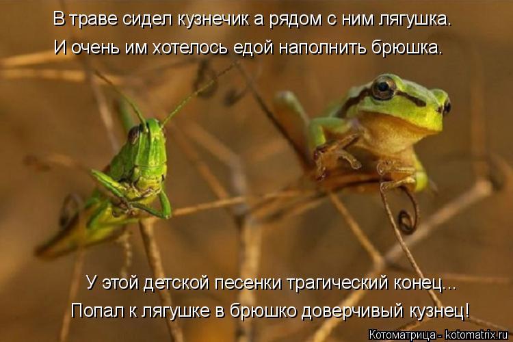 В траве сидел кузнечик а рядом с ним лягушка. И очень им хотелось едой наполнить брюшка. У этой детск... Котоматрица: В траве сидел кузнечик а рядом с ним лягушка. И очень им хотелось едой наполнить брюшка. У этой детской песенки трагический конец... Попал к л