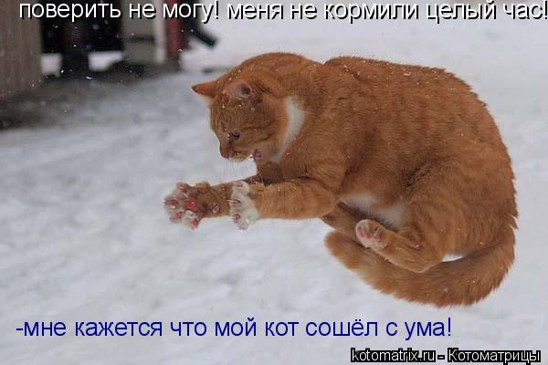 Котоматрица: поверить не могу! меня не кормили целый час! -мне кажется что мой кот сошёл с ума!