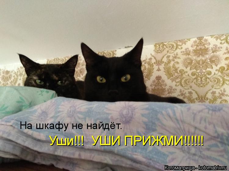 На шкафу не найдёт. Уши!!! УШИ ПРИЖМИ!!!!!!... Котоматрица: На шкафу не найдёт. Уши!!! УШИ ПРИЖМИ!!!!!!