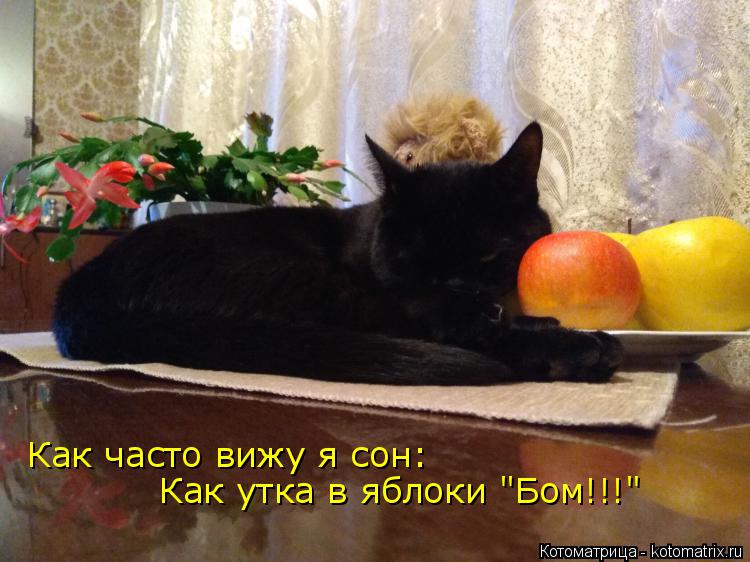 Как часто вижу я сон: Как утка в яблоки "Бом!!!"... Котоматрица: Как часто вижу я сон: Как утка в яблоки "Бом!!!"