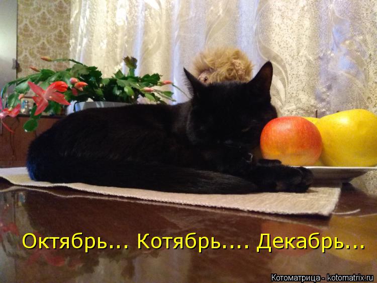 Октябрь... Котябрь.... Декабрь...... Котоматрица: Октябрь... Котябрь.... Декабрь...