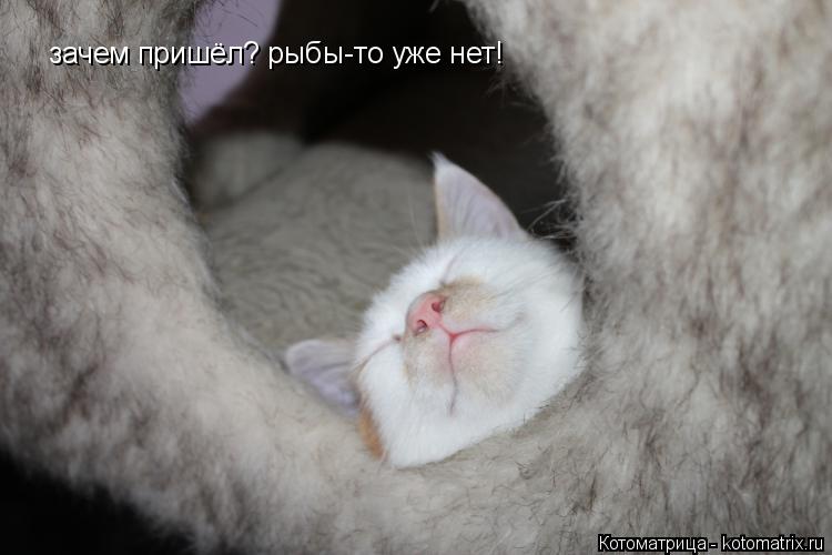 зачем пришёл? рыбы-то уже нет!... Котоматрица: зачем пришёл? рыбы-то уже нет!