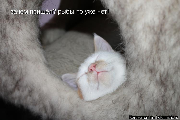 Котоматрица: зачем пришёл? рыбы-то уже нет!