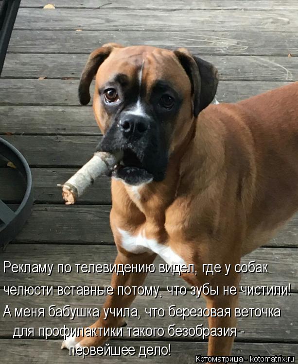 Рекламу по телевидению видел, где у собак челюсти вставные потому, что зубы не чистили! А меня бабушк... Котоматрица: Рекламу по телевидению видел, где у собак челюсти вставные потому, что зубы не чистили! А меня бабушка учила, что березовая веточка для проф
