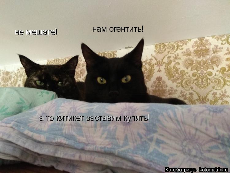 Котоматрица: не мешате! нам огентить! а то китикет заставим купить!