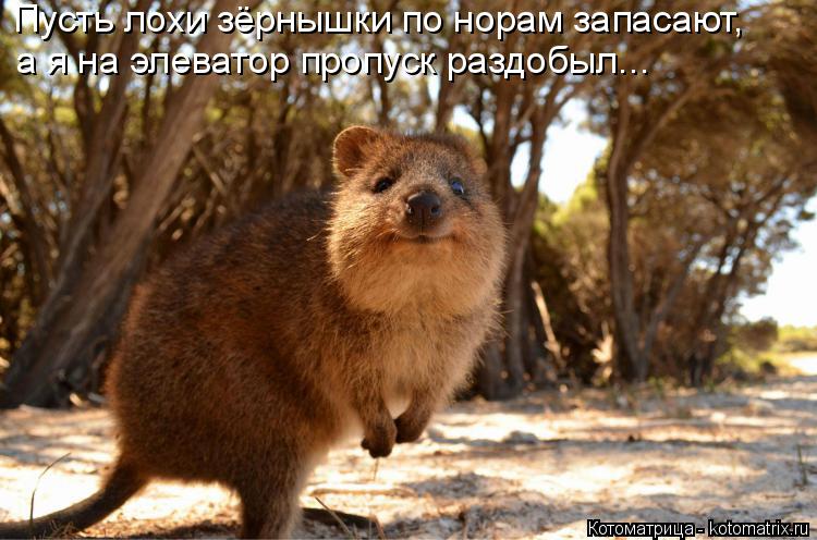 Пусть лохи зёрнышки по норам запасают, а я на элеватор пропуск раздобыл...... Котоматрица: Пусть лохи зёрнышки по норам запасают, а я на элеватор пропуск раздобыл...