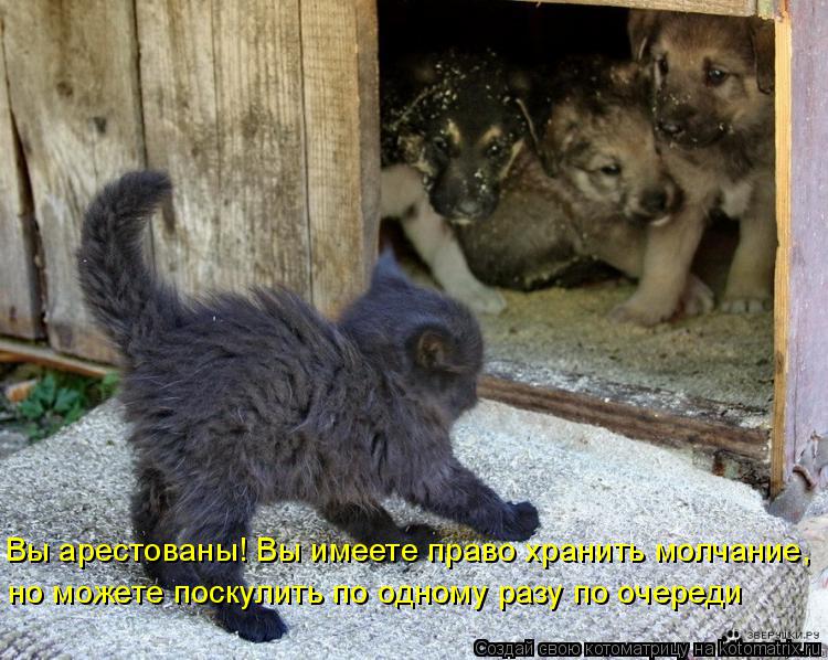 Вы арестованы! Вы имеете право хранить молчание, но можете поскулить по одному разу по очереди... Котоматрица: Вы арестованы! Вы имеете право хранить молчание, но можете поскулить по одному разу по очереди