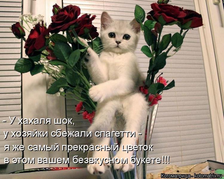 - У хахаля шок, у хозяйки сбежали спагетти - я же самый прекрасный цветок в этом вашем безвкусном бук... Котоматрица: - У хахаля шок, у хозяйки сбежали спагетти - я же самый прекрасный цветок в этом вашем безвкусном букете!!!