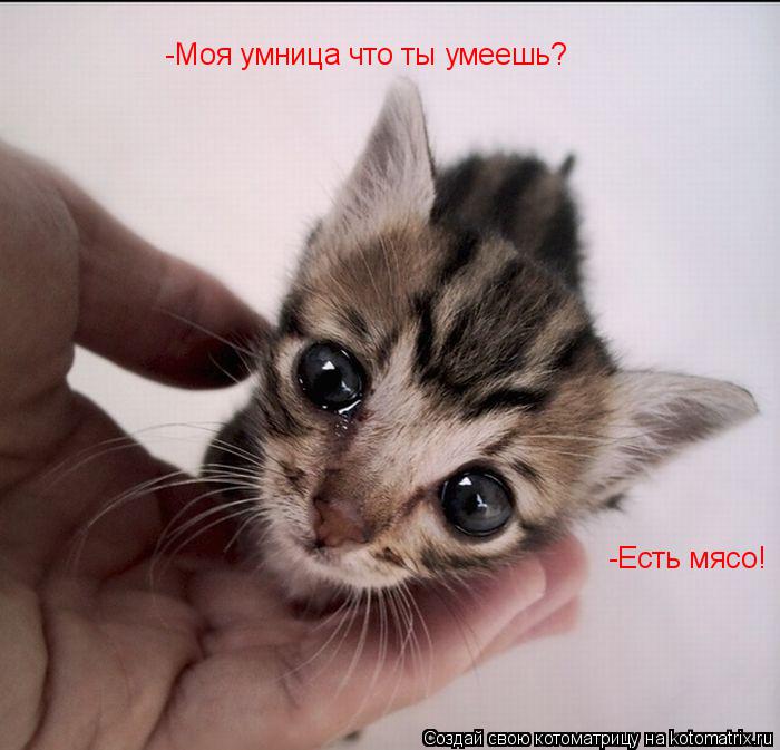 -Моя умница что ты умеешь? -Есть мясо!... Котоматрица: -Моя умница что ты умеешь? -Есть мясо!