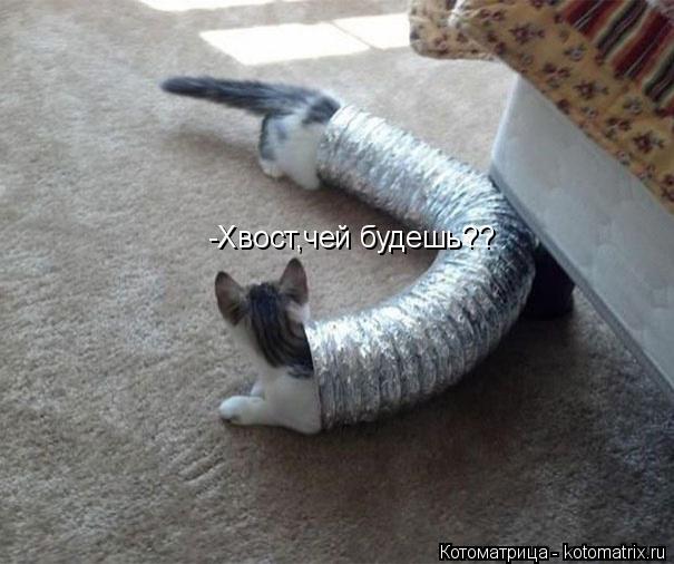 -Хвост,чей будешь??... Котоматрица: -Хвост,чей будешь??