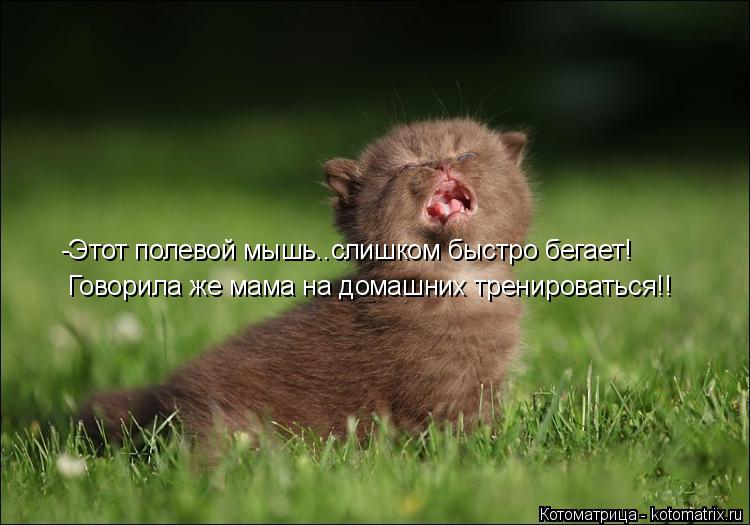 -Этот полевой мышь..слишком быстро бегает! Говорила же мама на домашних тренироваться!!... Котоматрица: -Этот полевой мышь..слишком быстро бегает! Говорила же мама на домашних тренироваться!!