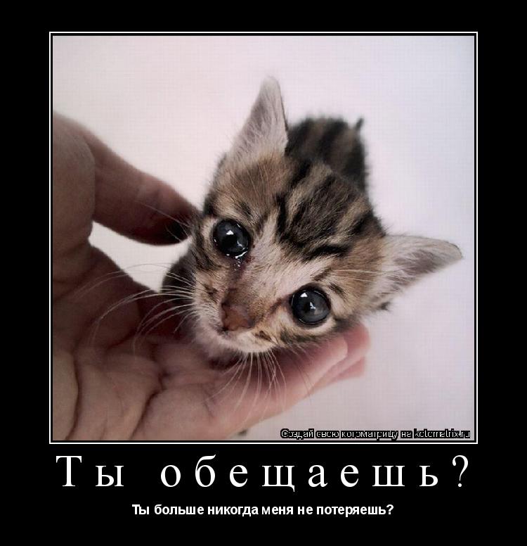 Ты обещаешь? Ты больше никогда меня не потеряешь?... Котоматрица: Ты обещаешь? Ты больше никогда меня не потеряешь?