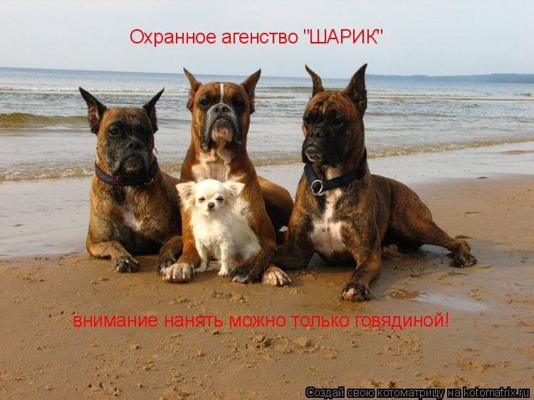 Охранное агенство "ШАРИК" внимание нанять можно только говядиной!... Котоматрица: Охранное агенство "ШАРИК" внимание нанять можно только говядиной!