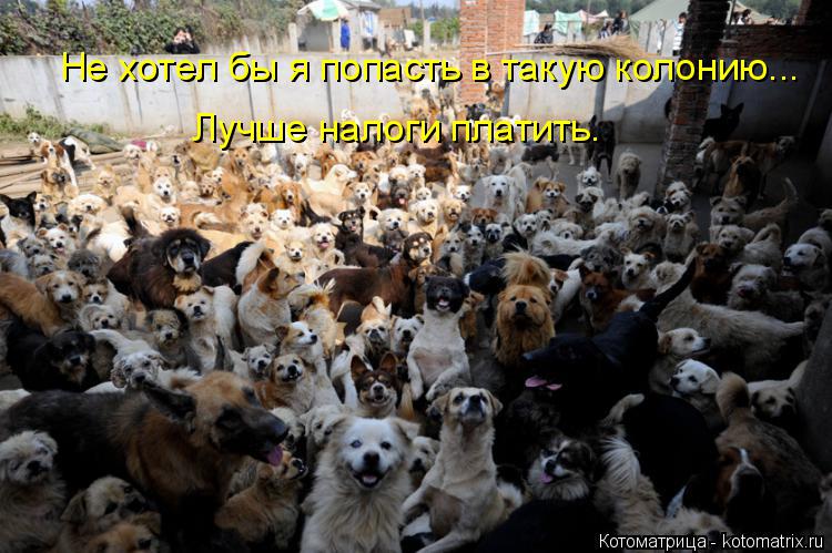 Не хотел бы я попасть в такую колонию... Лучше налоги платить.... Котоматрица: Не хотел бы я попасть в такую колонию... Лучше налоги платить.