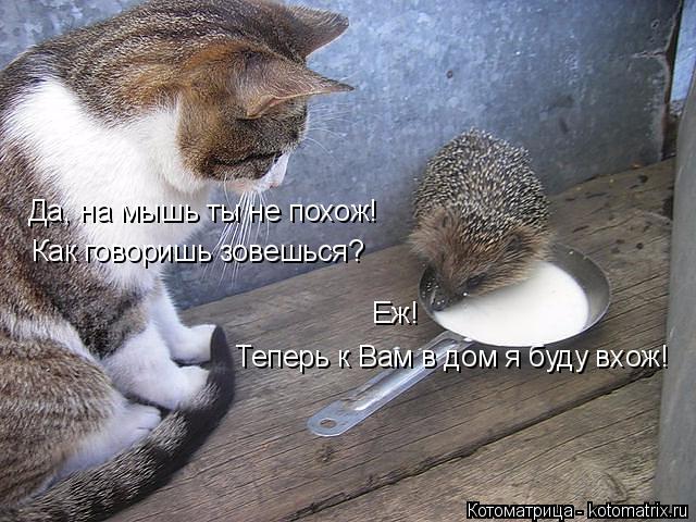 Как говоришь зовешься? Да, на мышь ты не похож! Еж! Теперь к Вам в дом я буду вхож!... Котоматрица: Как говоришь зовешься? Да, на мышь ты не похож! Еж! Теперь к Вам в дом я буду вхож!