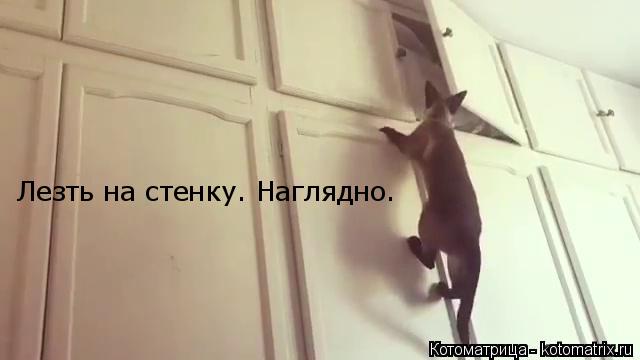 Лезть на стенку. Наглядно.... Котоматрица: Лезть на стенку. Наглядно.