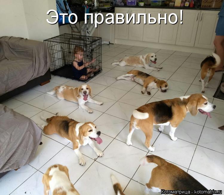 Это правильно!... Котоматрица: Это правильно!
