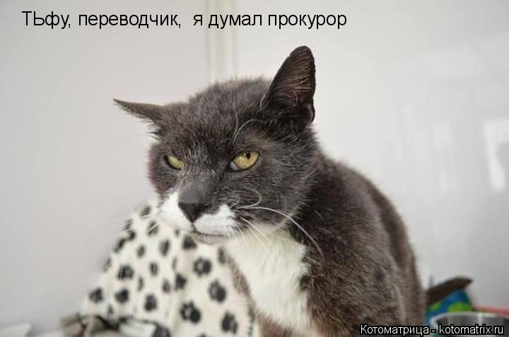ТЬфу, переводчик, я думал прокурор... Котоматрица: ТЬфу, переводчик, я думал прокурор
