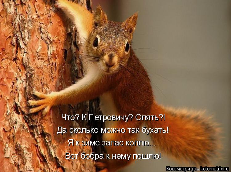 Что? К Петровичу? Опять?! Да сколько можно так бухать! Вот бобра к нему пошлю! Я к зиме запас коплю..... Котоматрица: Что? К Петровичу? Опять?! Да сколько можно так бухать! Вот бобра к нему пошлю! Я к зиме запас коплю...