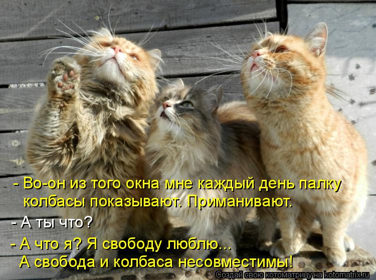 Котоматрица: - Во-он из того окна мне каждый день палку  колбасы показывают. Приманивают. - А ты что? - А что я? Я свободу люблю... А свобода и колбаса несовмес