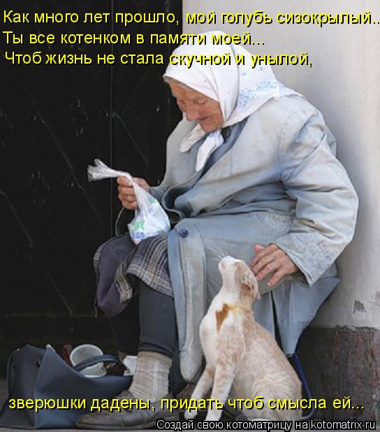 Как много лет прошло, мой голубь сизокрылый... Ты все котенком в памяти моей... Чтоб жизнь не стала с... Котоматрица: Как много лет прошло, мой голубь сизокрылый... Ты все котенком в памяти моей... Чтоб жизнь не стала скучной и унылой, зверюшки дадены, придать