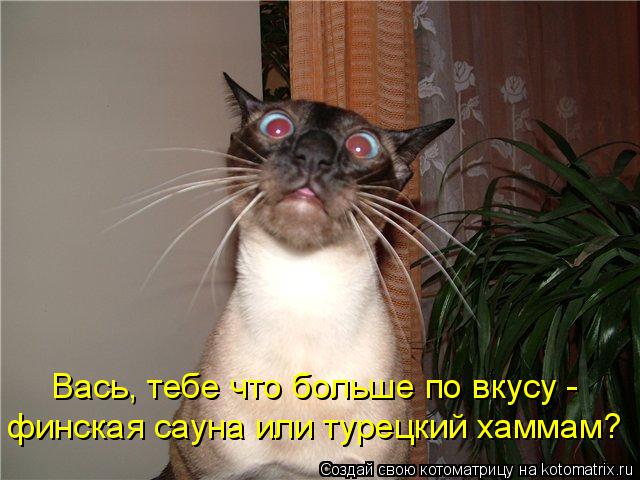 Вась, тебе что больше по вкусу - финская сауна или турецкий хаммам?... Котоматрица: Вась, тебе что больше по вкусу - финская сауна или турецкий хаммам?