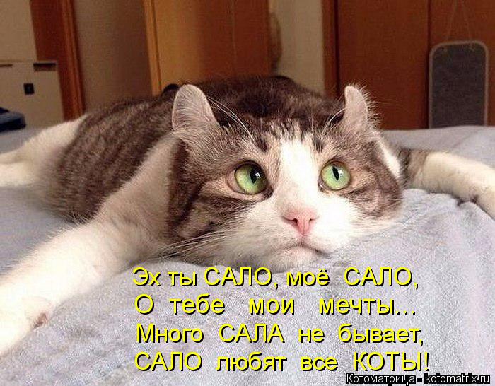 Эх ты САЛО, моё САЛО, О тебе мои мечты... Много САЛА не бывает, САЛО любят все КОТЫ!... Котоматрица: Эх ты САЛО, моё САЛО, О тебе мои мечты... Много САЛА не бывает, САЛО любят все КОТЫ!