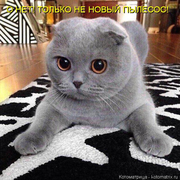 Котоматрица: О НЕТ! ТОЛЬКО НЕ НОВЫЙ ПЫЛЕСОС!