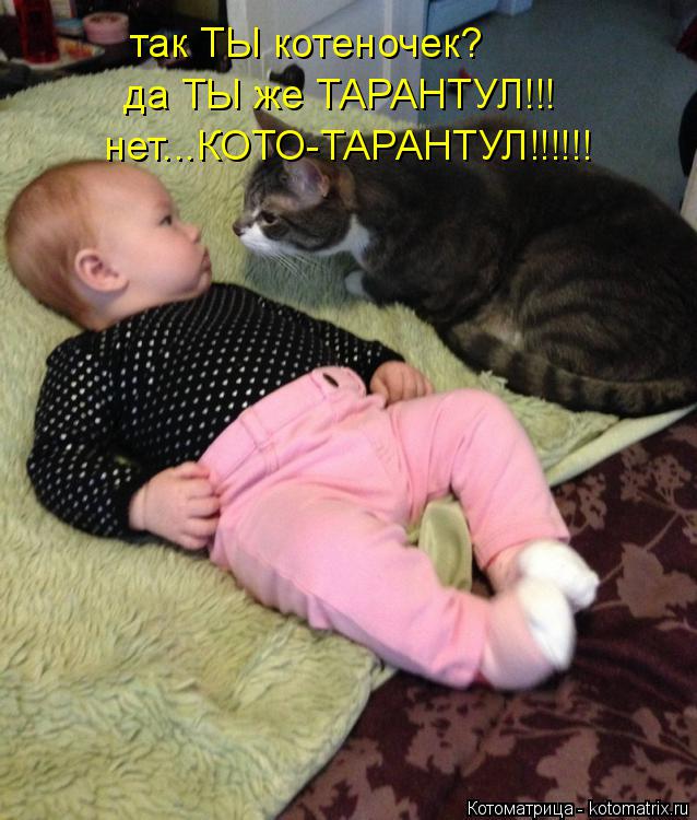 так ТЫ котеночек? да ТЫ же ТАРАНТУЛ!!! нет...КОТО-ТАРАНТУЛ!!!!!!... Котоматрица: так ТЫ котеночек? да ТЫ же ТАРАНТУЛ!!! нет...КОТО-ТАРАНТУЛ!!!!!!