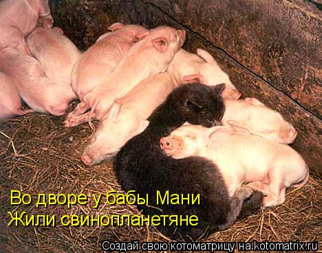 Во дворе у бабы Мани Жили свинопланетяне... Котоматрица: Во дворе у бабы Мани Жили свинопланетяне