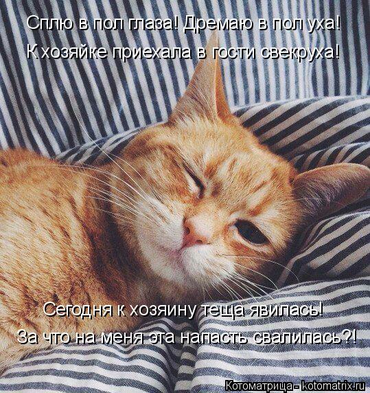 Сплю в пол глаза! Дремаю в пол уха! К хозяйке приехала в гости свекруха! Сегодня к хозяину теща явила... Котоматрица: Сплю в пол глаза! Дремаю в пол уха! К хозяйке приехала в гости свекруха! Сегодня к хозяину теща явилась! За что на меня эта напасть свалилась?!
