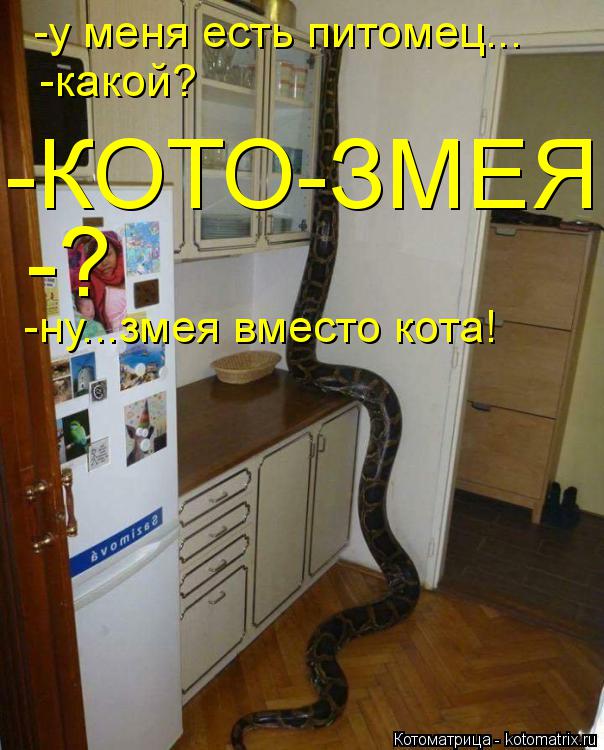 -у меня есть питомец... -какой? -КОТО-ЗМЕЯ -? -ну...змея вместо кота!... Котоматрица: -у меня есть питомец... -какой? -КОТО-ЗМЕЯ -? -ну...змея вместо кота!